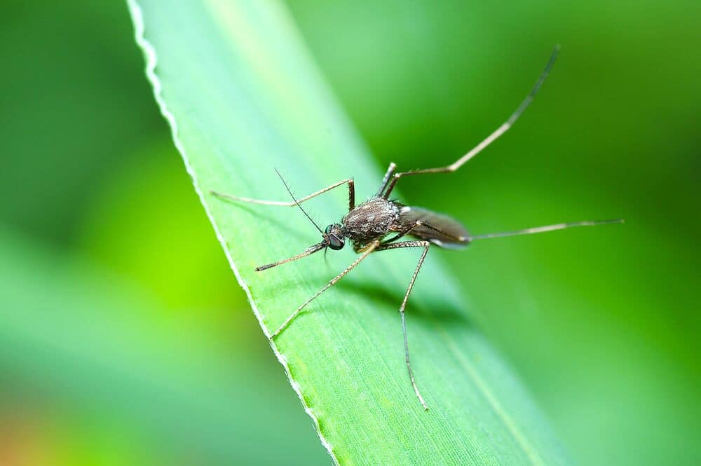 Medium-Mosquitos-ThinkstockPhotos-635724054