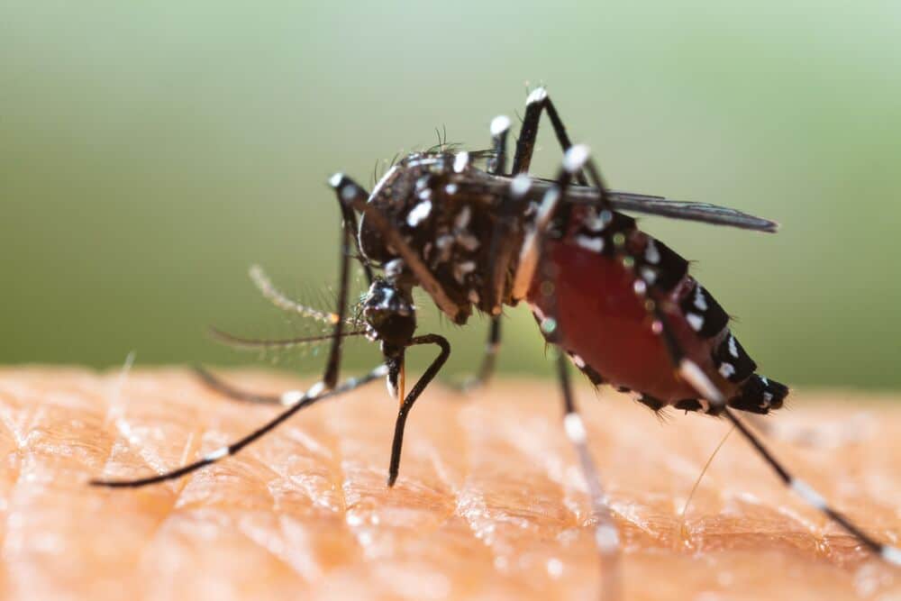 Medium-Seezon-Everything you need to know about tiger mosquitoes 2