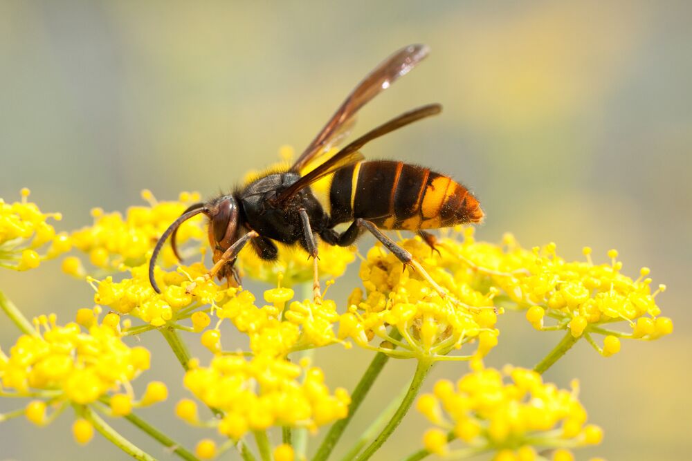Medium-Seezon - Everything you need to know about asian hornets 1