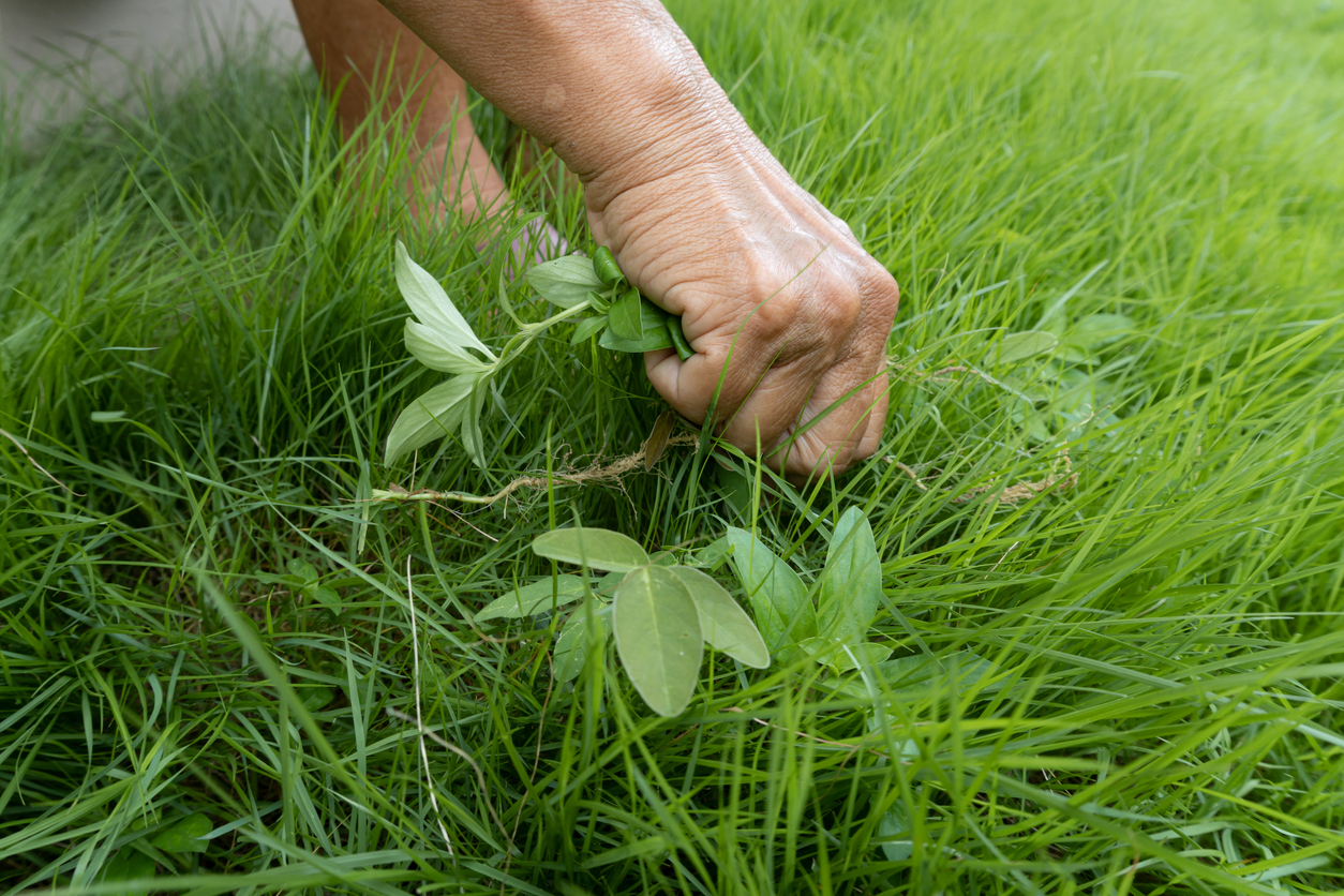 Hands plucking excess weeds in the green grass paving yard.
