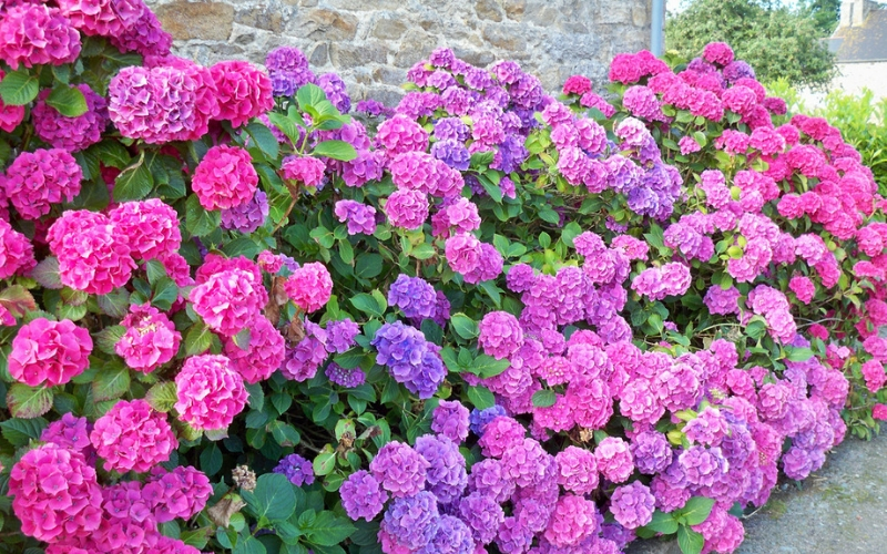 How to plant and care for my hydrangeas 3