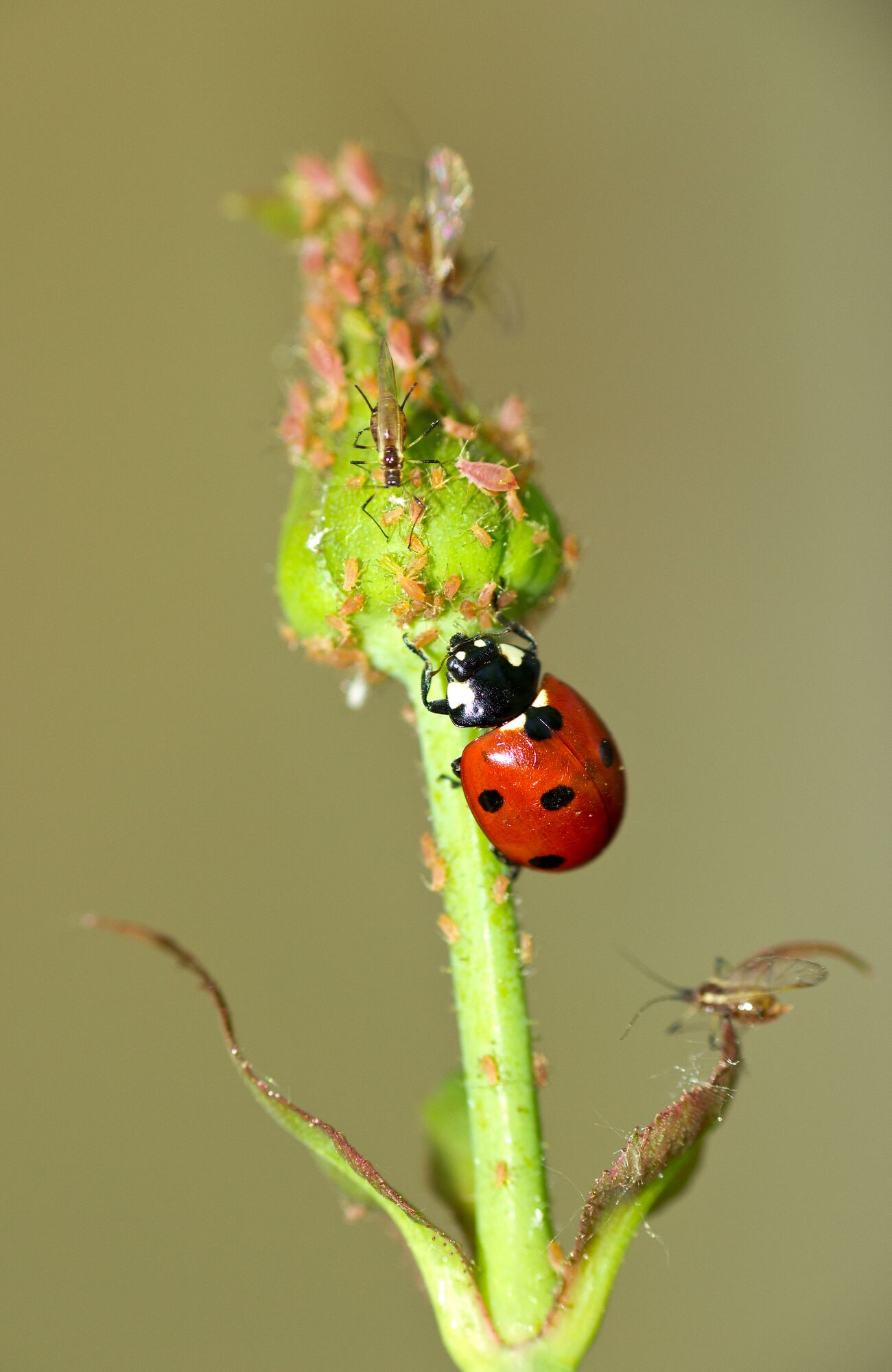 XLarge-Seezon - Aphids detect, treat, prevent - 4 ladybug