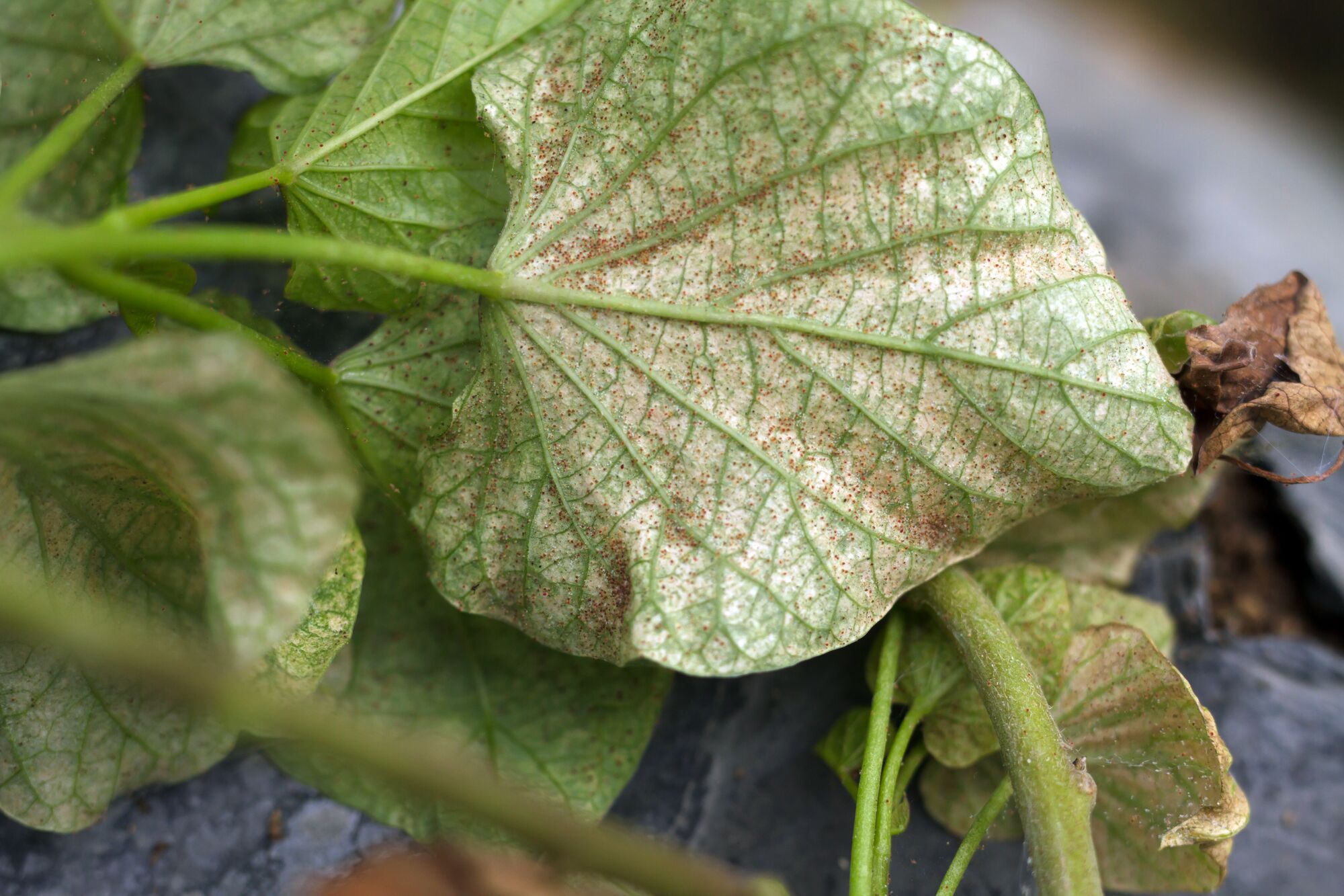 XLarge-Seezon - Get rid of plant mites through natural methods