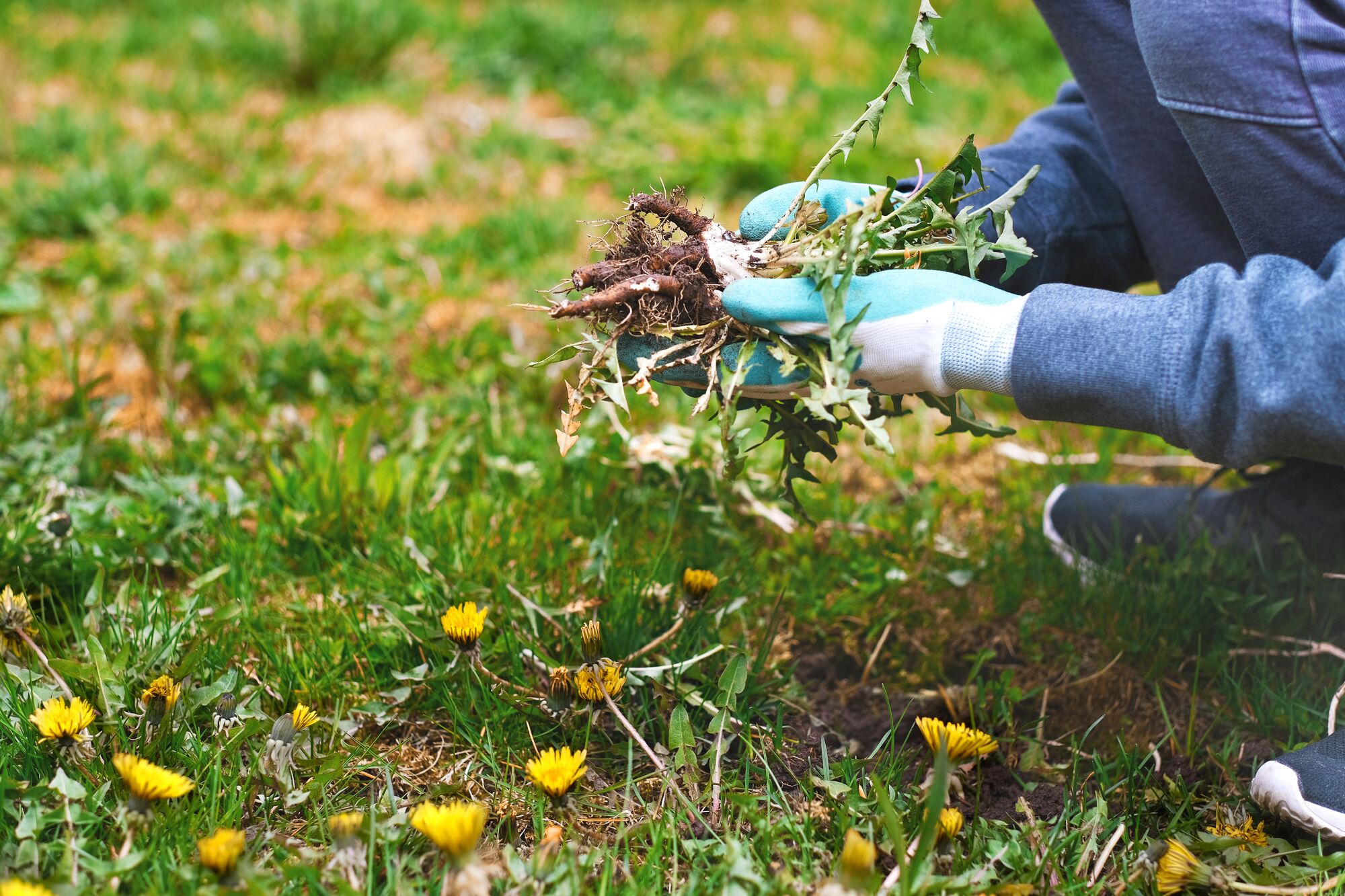 XLarge-Seezon - How to avoid weeding 2 - weeds