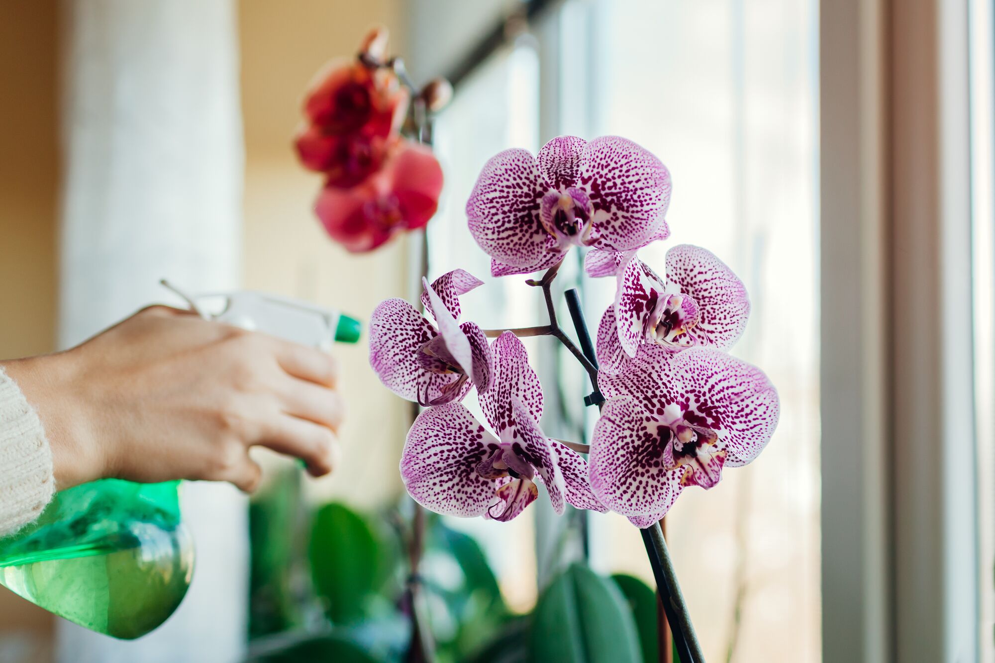 XLarge-Seezon - How to plant and care for my orchids - care water