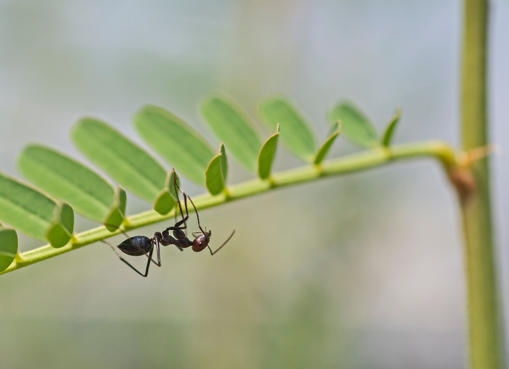 ants 2