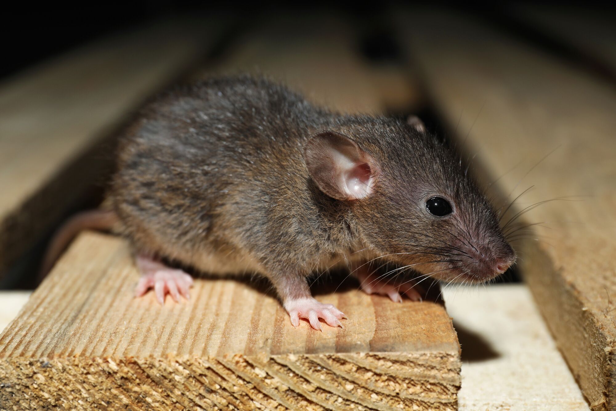 different type of rodents - brown rat