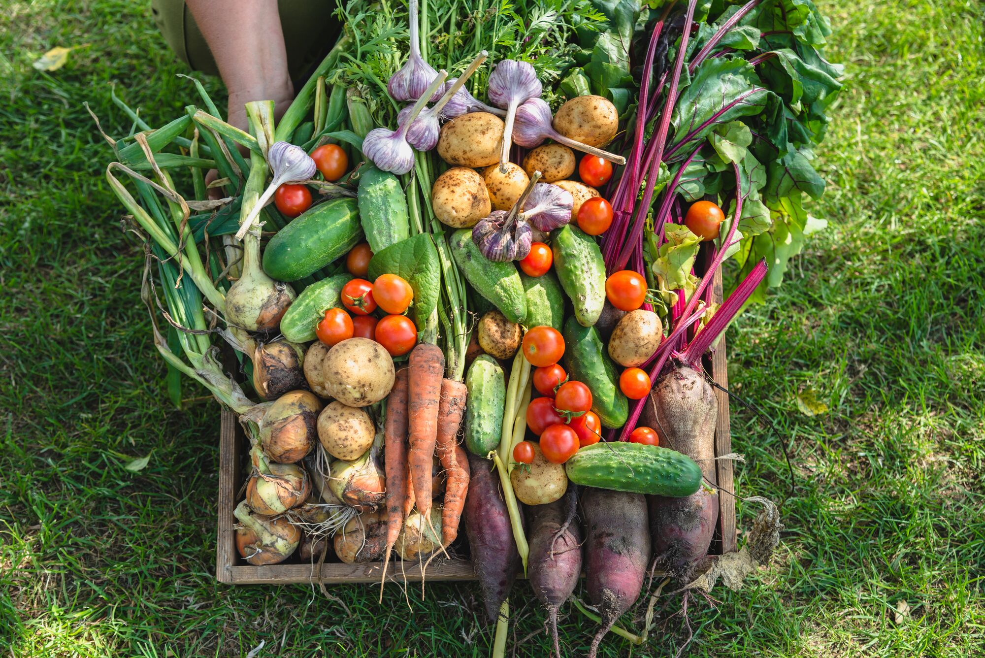 XLarge-Seezon - vegetables gardening - potager