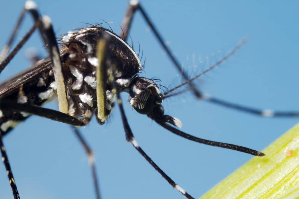 Medium-Tiger mosquitos-ThinkstockPhotos-505995424
