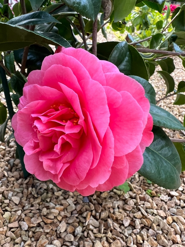 Flor de Camelia rosa en flor en un jardín.