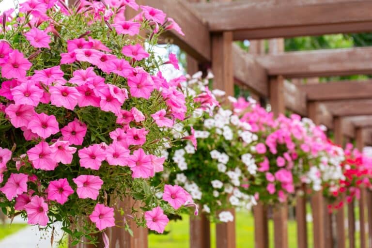 Flower,Pots,With,Colorful,Petunia,Outdoor,,Floral,Street,Decor,In