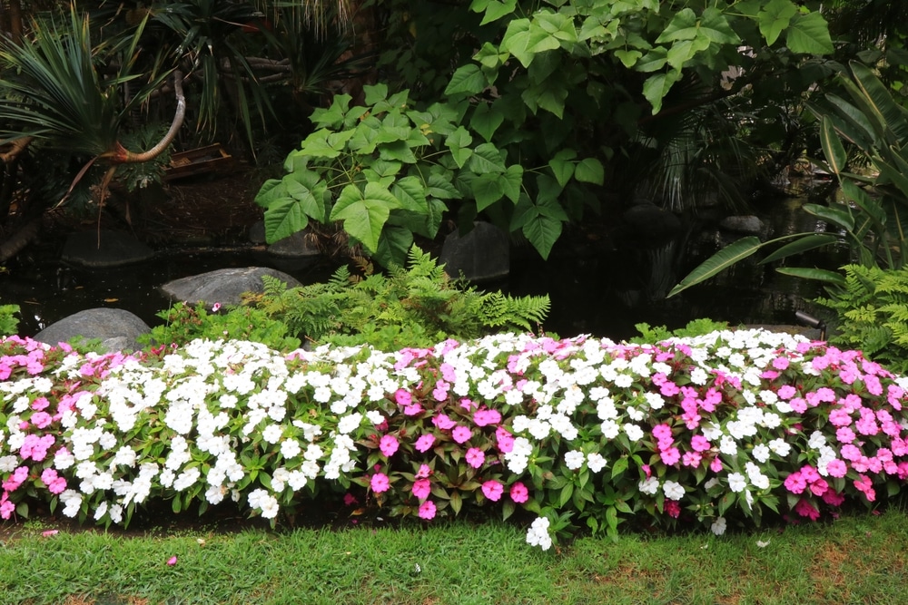 impatiens