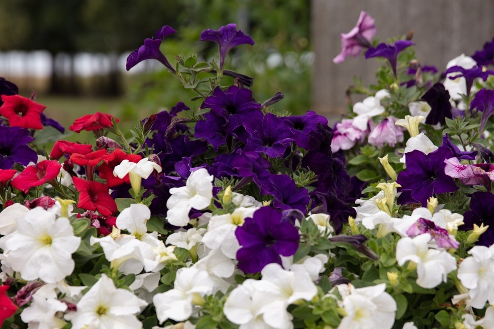 Petunia