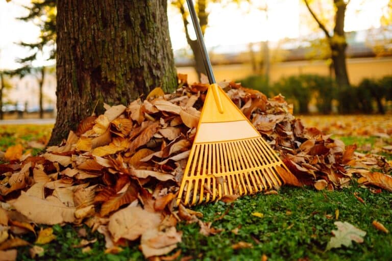 Collection,Of,Fallen,Leaves.,Raking,Autumn,Leaves,From,The,Lawn