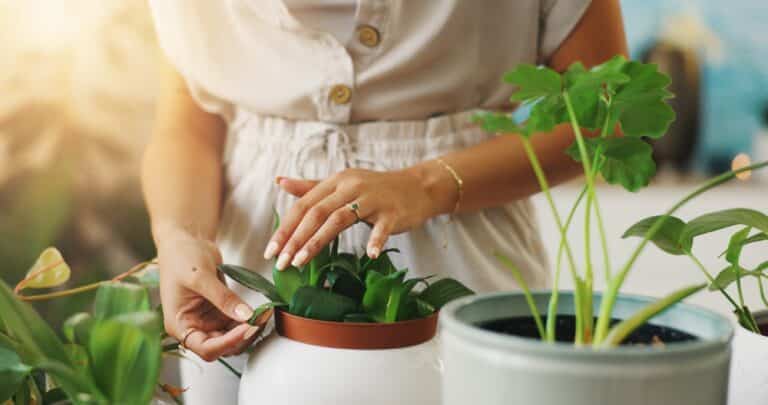 Hands,,Checking,And,Person,With,Plants,,Home,And,Inspection,For