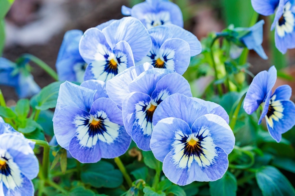 Beautiful,Viola,Flowers,Blooming,In,An,Autumn,Garden.