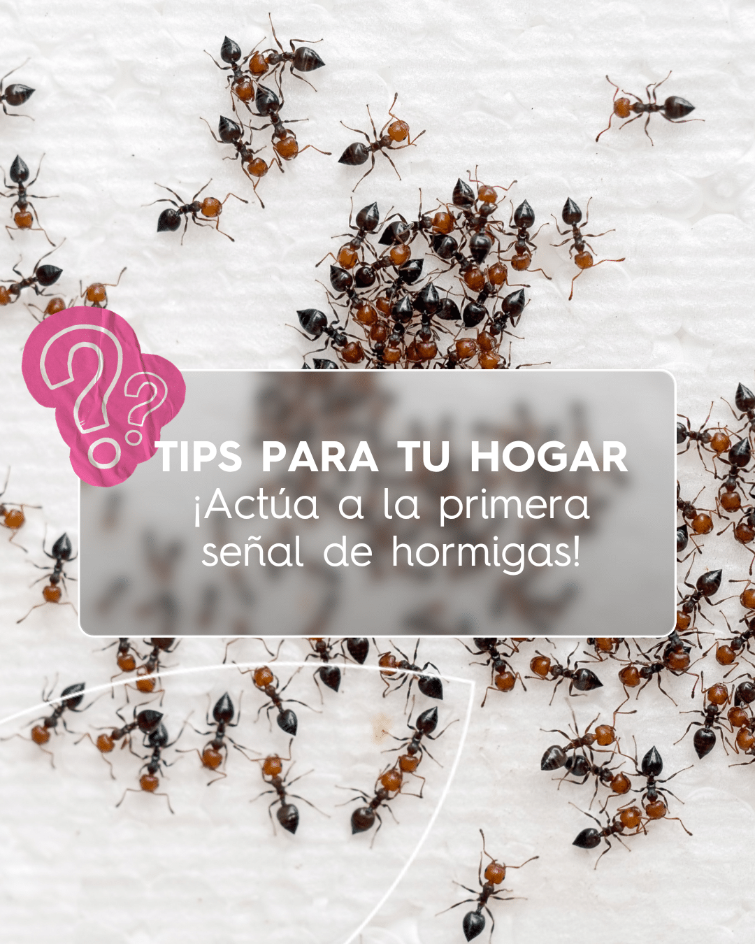 𝐓𝐈𝐏𝐒 𝐏𝐀𝐑𝐀 𝐓𝐔 𝐇𝐎𝐆𝐀𝐑: 🐜 ¡Actúa a la primera señal de hormigas!