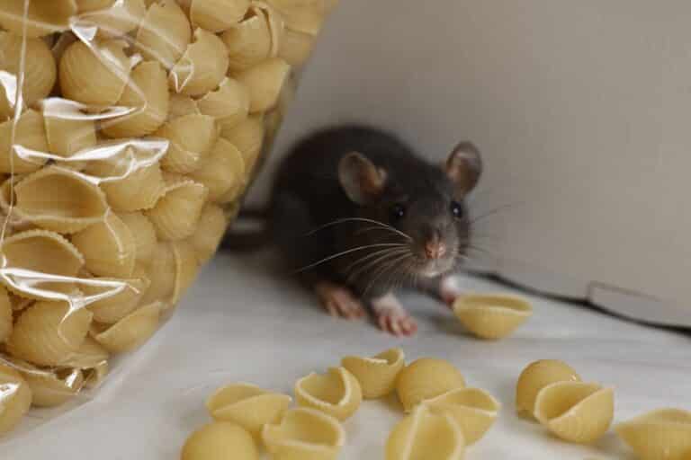 Rata gris en busca de comida en la mesa blanca. Control de plagas