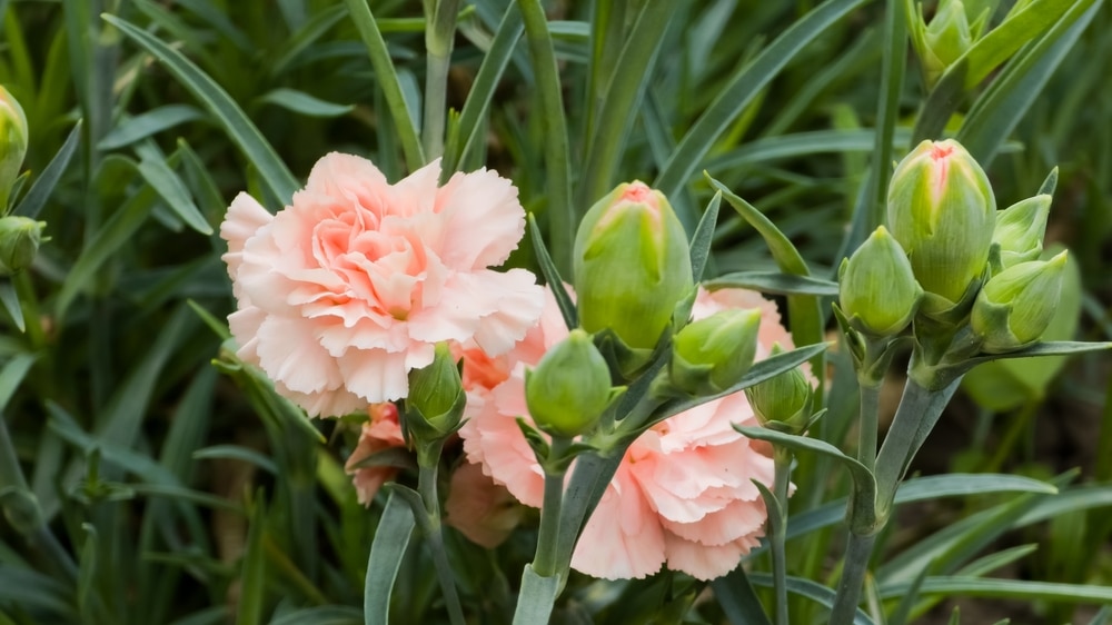 Dianthus caryophyllus