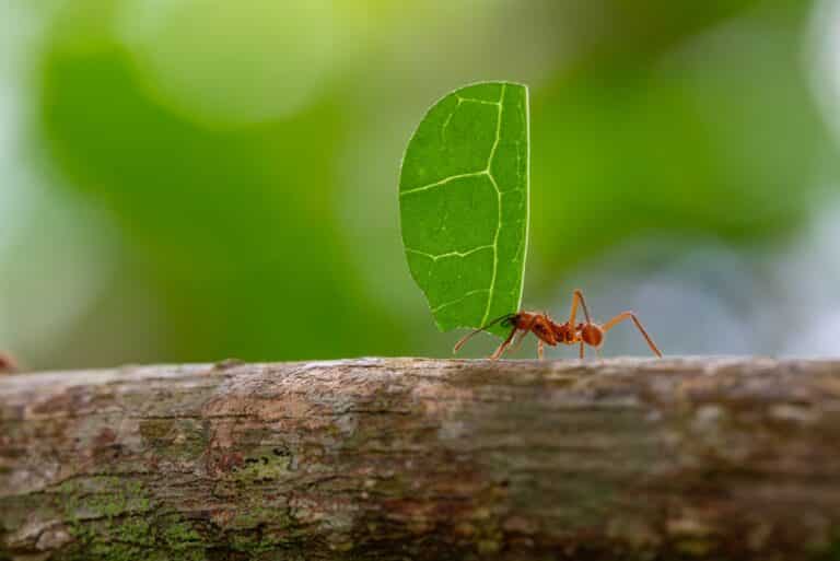 Hormiga cortadora de hojas (Atta) que lleva una Grande pieza de hoja verde en una rama en la selva tropical. Costa del Pacífico, Costa Rica.