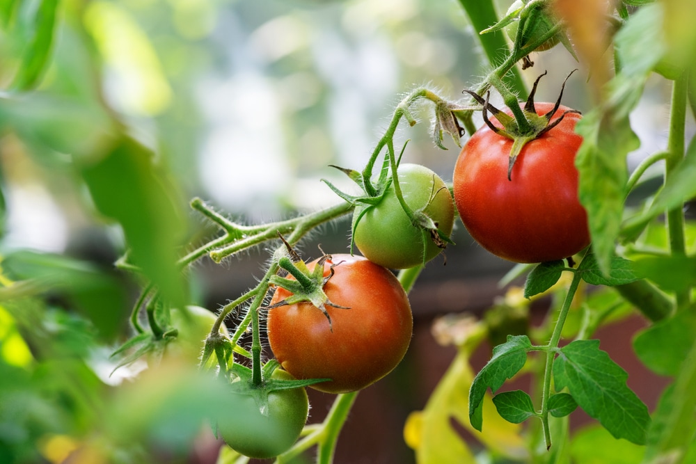 tomate