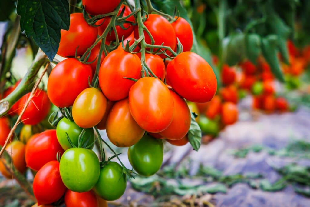 un montón de tomates en un una tomatera
