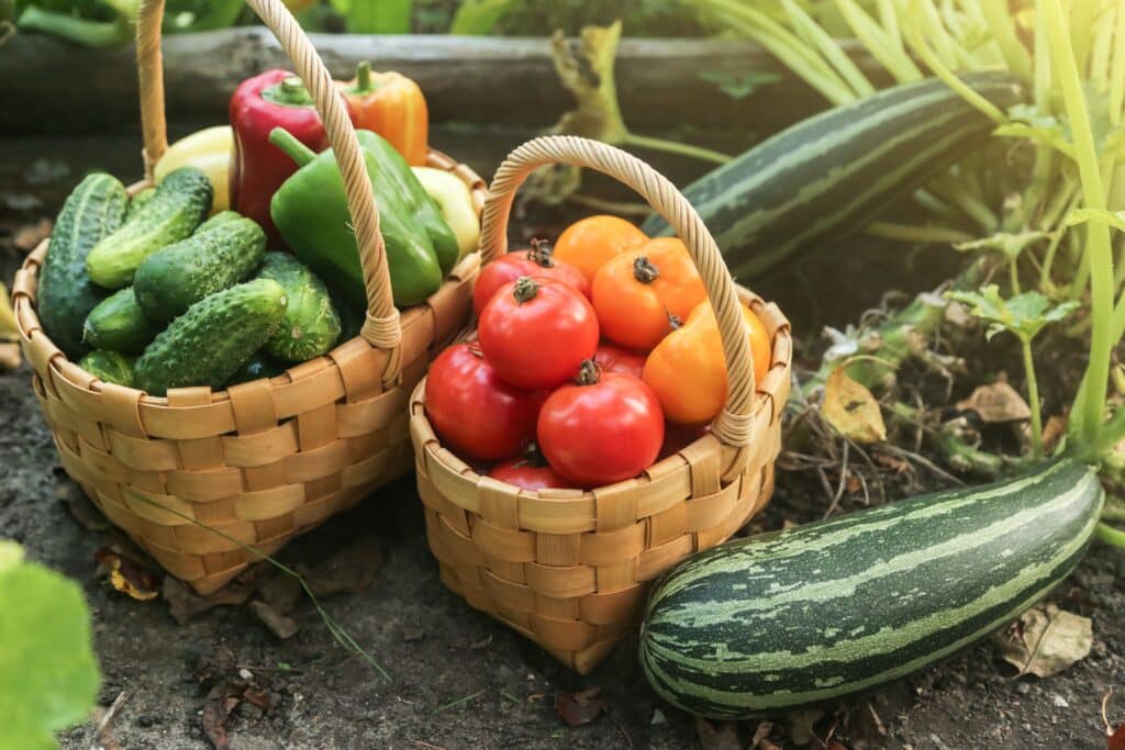 summer vegetable harvest in sunny garden basket tomatoes zucchini peppers mediterranean