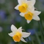 Narcisos