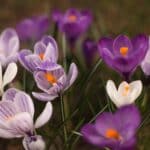 crocus